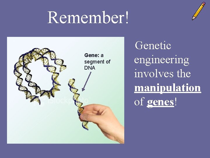 Remember! Gene: a segment of DNA Genetic engineering involves the manipulation of genes! 