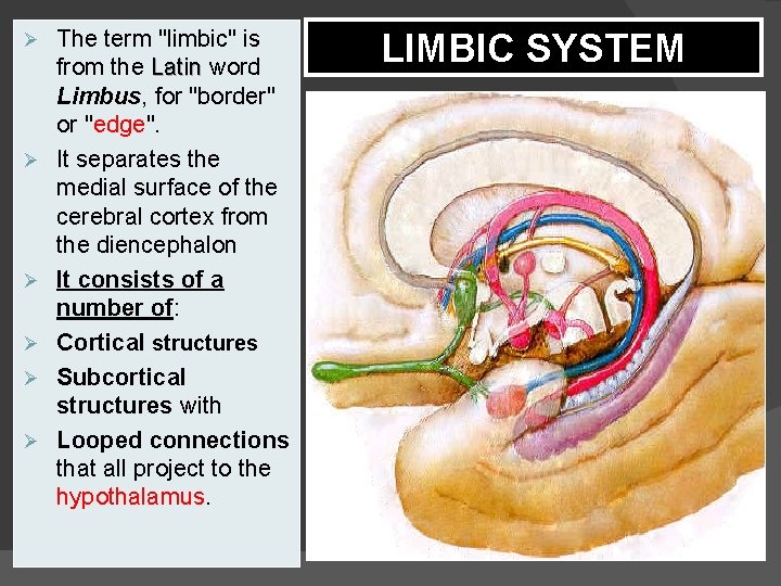 Ø Ø Ø The term "limbic" is from the Latin word Limbus, for "border"