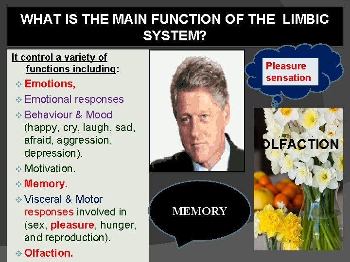 WHAT IS THE MAIN FUNCTION OF THE LIMBIC SYSTEM? It control a variety of WHAT IS THE MAIN FUNCTION OF THE LIMBIC SYSTEM? It control a variety of
