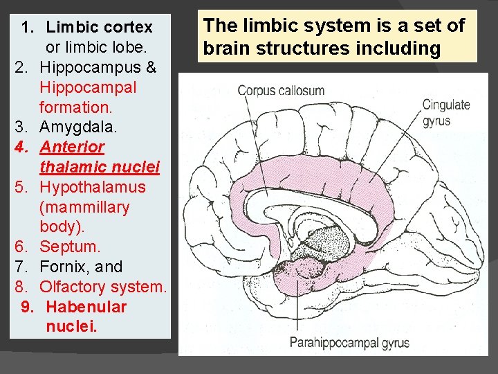 1. Limbic cortex or limbic lobe. 2. Hippocampus & Hippocampal formation. 3. Amygdala. 4.