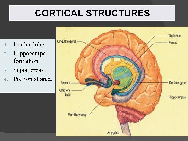 CORTICAL STRUCTURES Limbic lobe. 2. Hippocampal formation. 3. Septal areas. 4. Prefrontal area. 1.