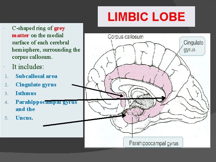 LIMBIC LOBE C-shaped ring of grey matter on the medial surface of each cerebral LIMBIC LOBE C-shaped ring of grey matter on the medial surface of each cerebral