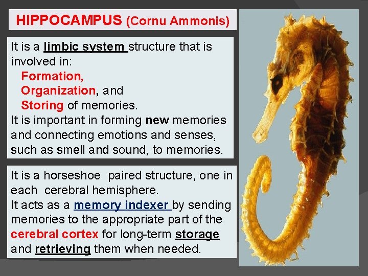 HIPPOCAMPUS (Cornu Ammonis) It is a limbic system structure that is involved in: Formation, HIPPOCAMPUS (Cornu Ammonis) It is a limbic system structure that is involved in: Formation,