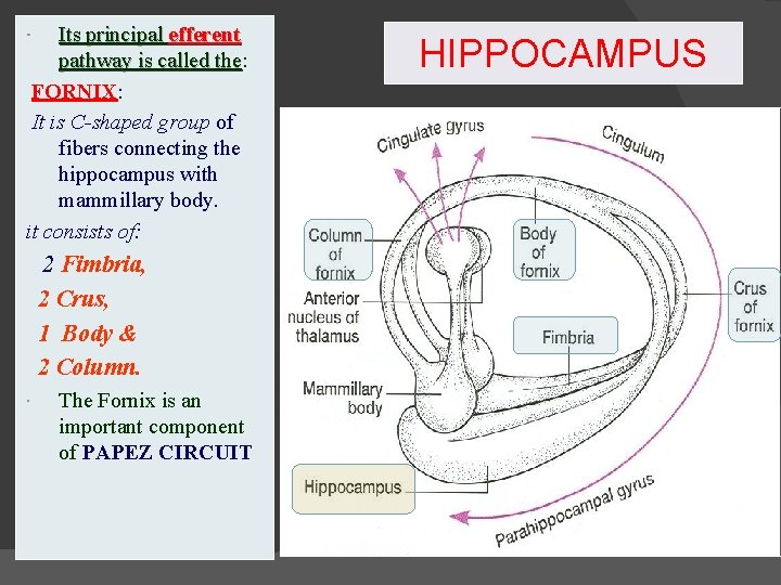 Its principal efferent pathway is called the: the FORNIX: It is C-shaped group of Its principal efferent pathway is called the: the FORNIX: It is C-shaped group of