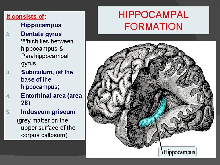 It consists of: 1. Hippocampus 2. Dentate gyrus: Which lies between hippocampus & Parahippocampal