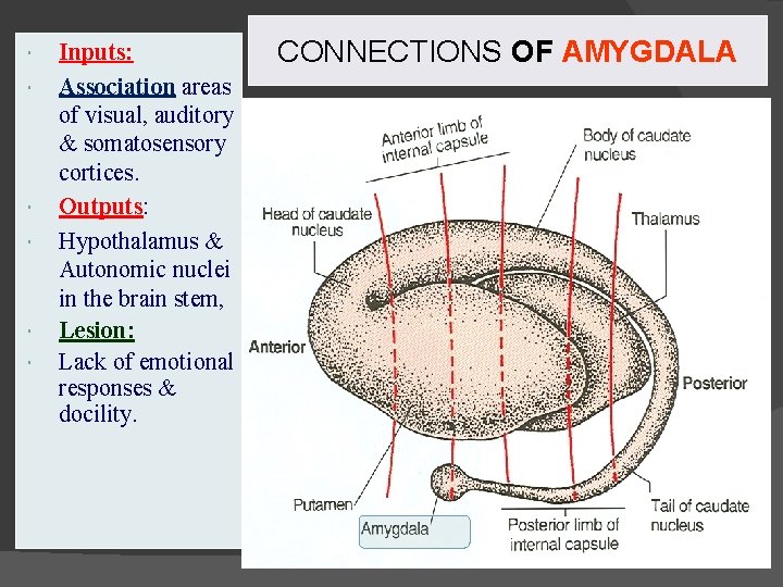  Inputs: Association areas of visual, auditory & somatosensory cortices. Outputs: Hypothalamus & Autonomic