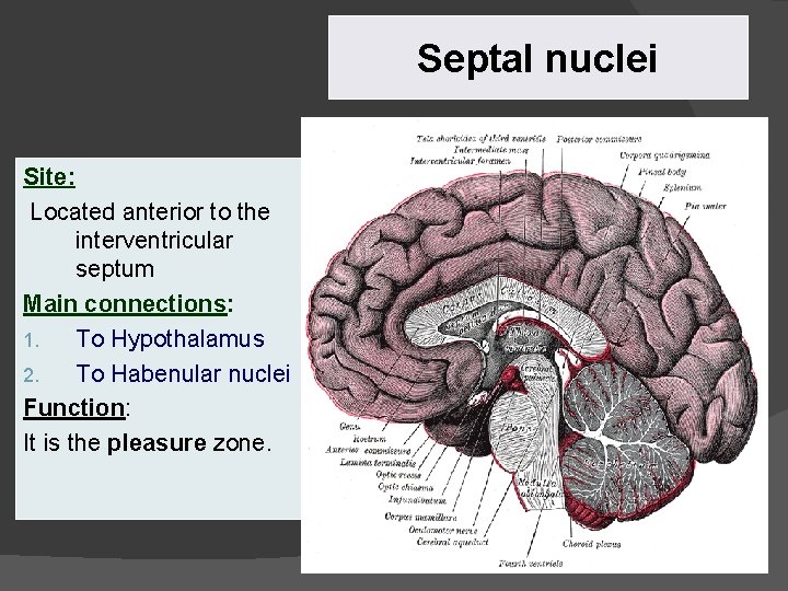 Septal nuclei Site: Located anterior to the interventricular septum Main connections: 1. To Hypothalamus Septal nuclei Site: Located anterior to the interventricular septum Main connections: 1. To Hypothalamus