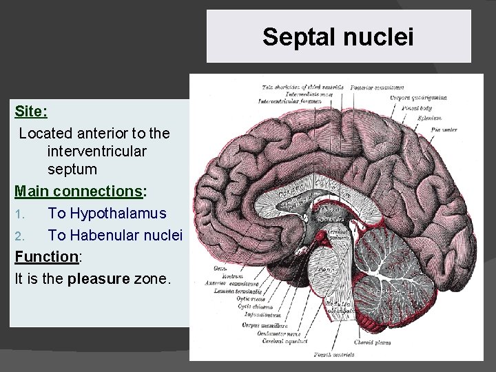 Septal nuclei Site: Located anterior to the interventricular septum Main connections: 1. To Hypothalamus