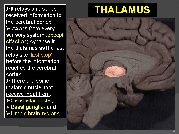 ØIt relays and sends received information to the cerebral cortex. Ø Axons from every