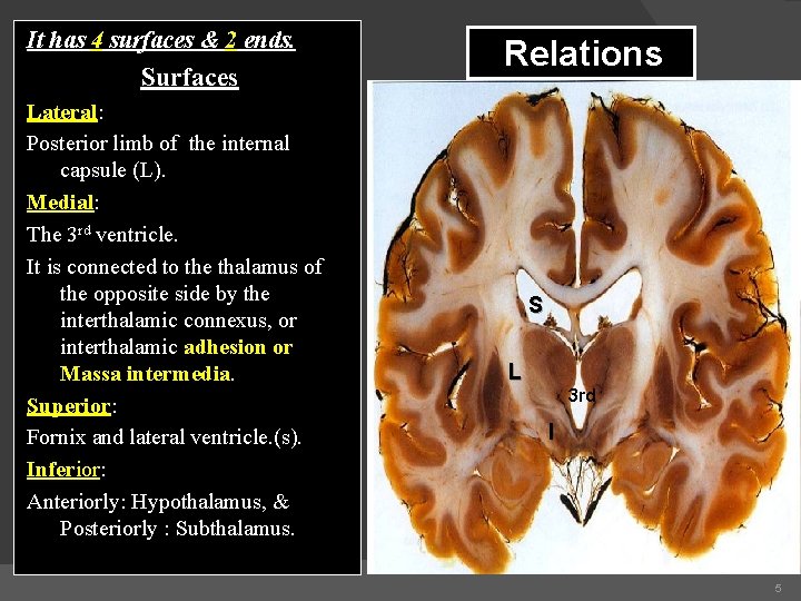 It has 4 surfaces & 2 ends. Surfaces Lateral: Posterior limb of the internal It has 4 surfaces & 2 ends. Surfaces Lateral: Posterior limb of the internal