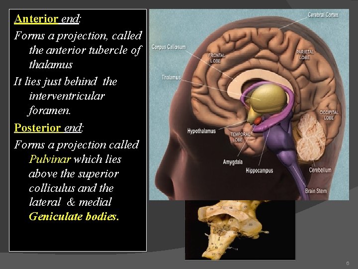 Anterior end: Forms a projection, called the anterior tubercle of thalamus It lies just Anterior end: Forms a projection, called the anterior tubercle of thalamus It lies just