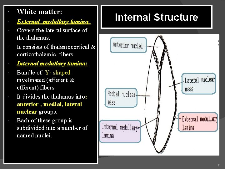 White matter: External medullary lamina: Covers the lateral surface of the thalamus. It  White matter: External medullary lamina: Covers the lateral surface of the thalamus. It