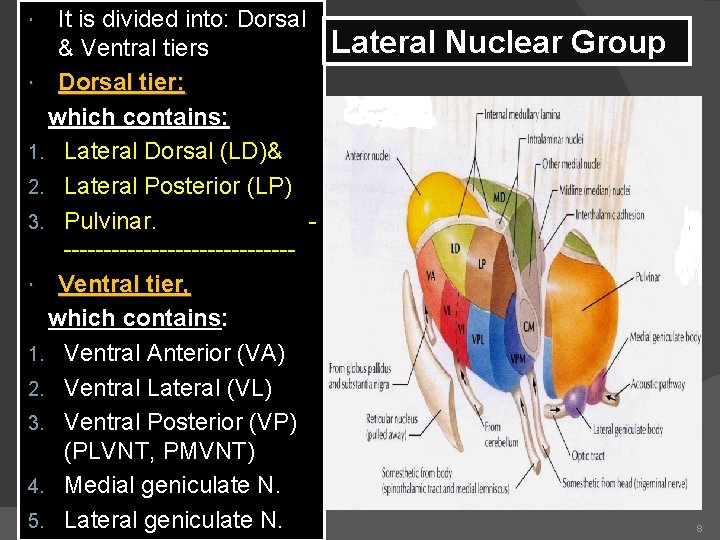 It is divided into: Dorsal & Ventral tiers Dorsal tier: which contains: 1. Lateral