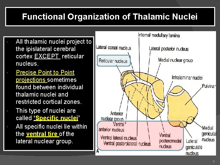 Functional Organization of Thalamic Nuclei All thalamic nuclei project to the ipislateral cerebral cortex Functional Organization of Thalamic Nuclei All thalamic nuclei project to the ipislateral cerebral cortex