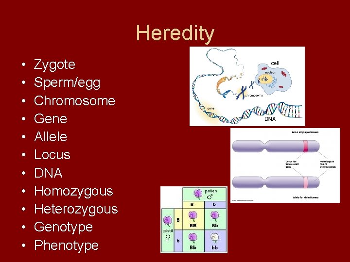 Heredity • • • Zygote Sperm/egg Chromosome Gene Allele Locus DNA Homozygous Heterozygous Genotype