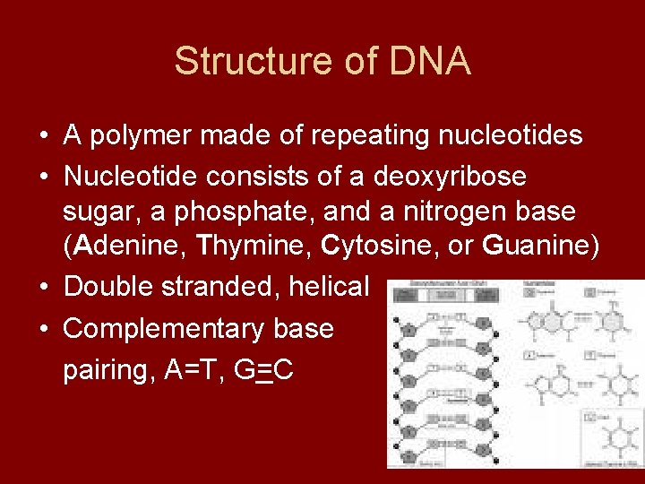 Structure of DNA • A polymer made of repeating nucleotides • Nucleotide consists of