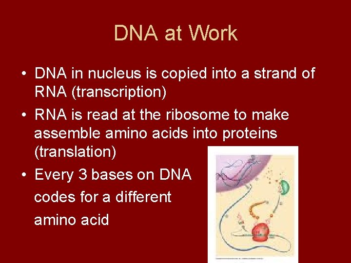 DNA at Work • DNA in nucleus is copied into a strand of RNA