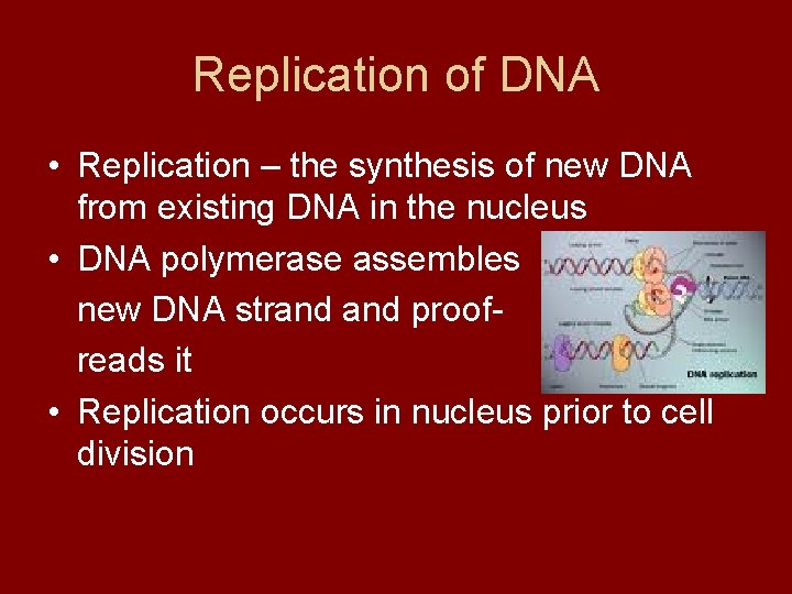 Replication of DNA • Replication – the synthesis of new DNA from existing DNA