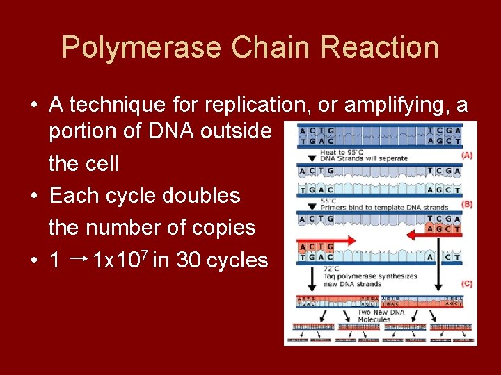 Polymerase Chain Reaction • A technique for replication, or amplifying, a portion of DNA