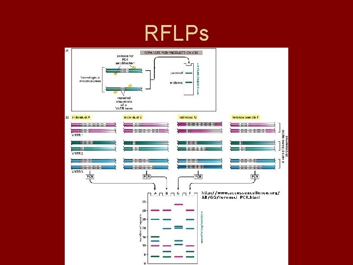 Forensic Science An Introduction Blood and DNA Blood