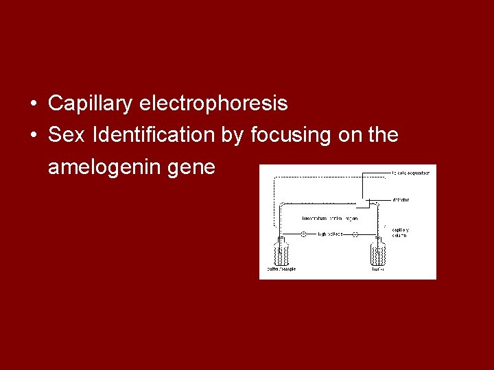  • Capillary electrophoresis • Sex Identification by focusing on the amelogenin gene 