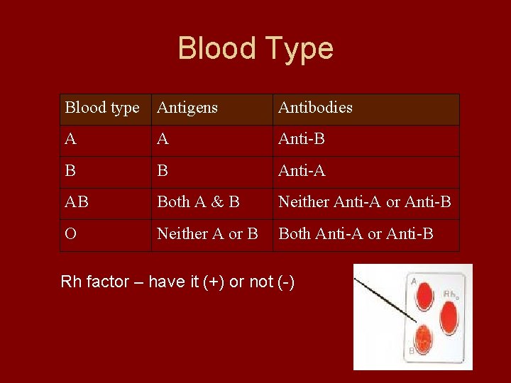 Blood Type Blood type Antigens Antibodies A A Anti-B B B Anti-A AB Both