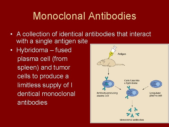 Monoclonal Antibodies • A collection of identical antibodies that interact with a single antigen