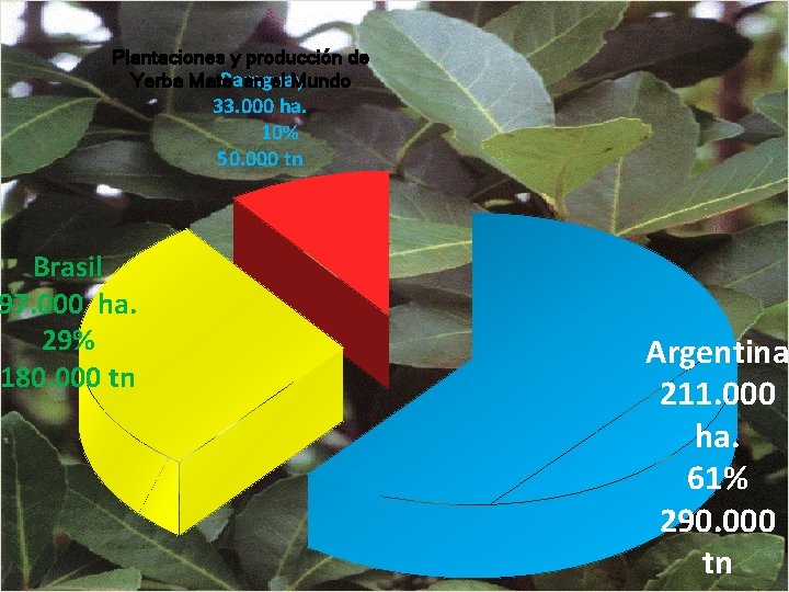 Plantaciones y producción de Paraguay Yerba Mate en el Mundo Brasil 97. 000 ha.