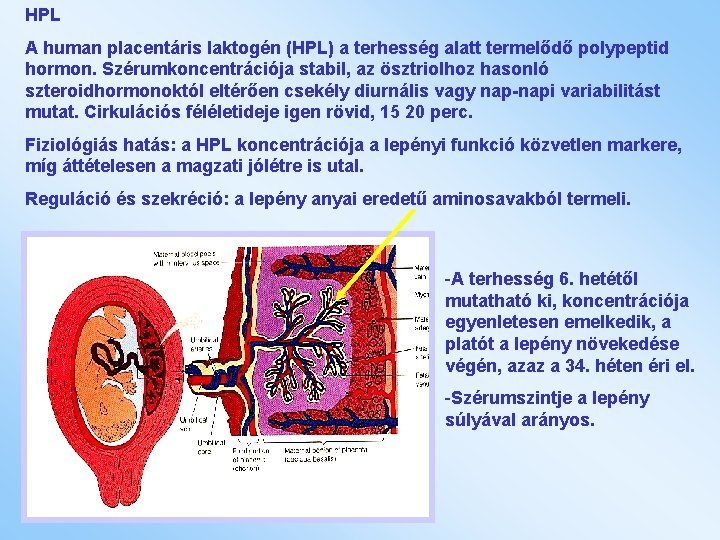 HPL A human placentáris laktogén (HPL) a terhesség alatt termelődő polypeptid hormon. Szérumkoncentrációja stabil,