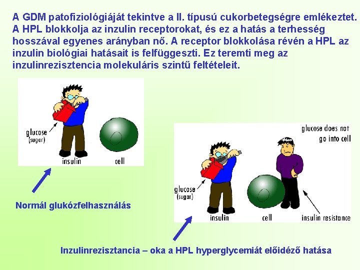 A GDM patofiziológiáját tekintve a II. típusú cukorbetegségre emlékeztet. A HPL blokkolja az inzulin