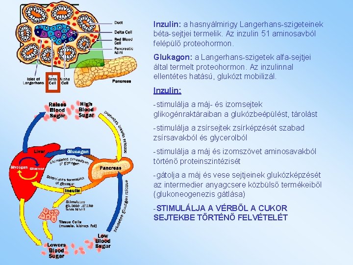 Inzulin: a hasnyálmirigy Langerhans-szigeteinek béta-sejtjei termelik. Az inzulin 51 aminosavból felépülő proteohormon. Glukagon: a