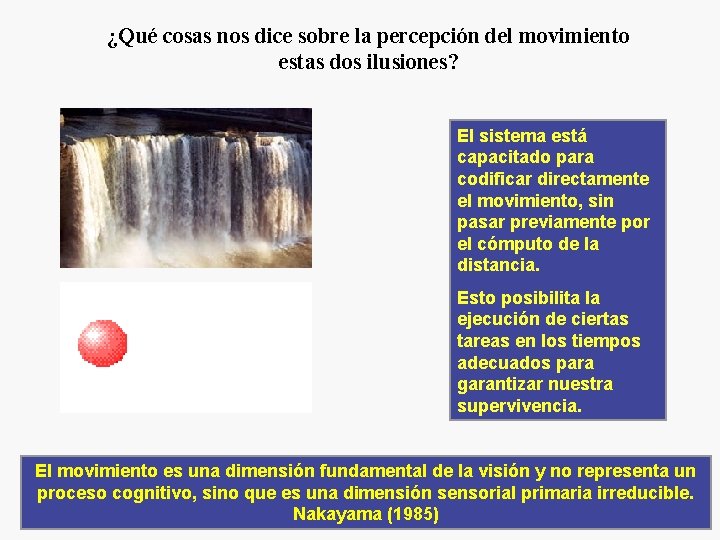 ¿Qué cosas nos dice sobre la percepción del movimiento estas dos ilusiones? El sistema