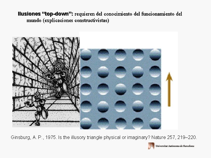 Ilusiones “top-down”: requieren del conocimiento del funcionamiento del mundo (explicaciones constructivistas) Ginsburg, A. P.