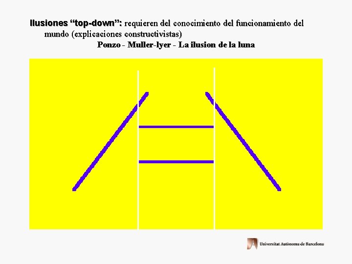 Ilusiones “top-down”: requieren del conocimiento del funcionamiento del mundo (explicaciones constructivistas) Ponzo - Muller-lyer