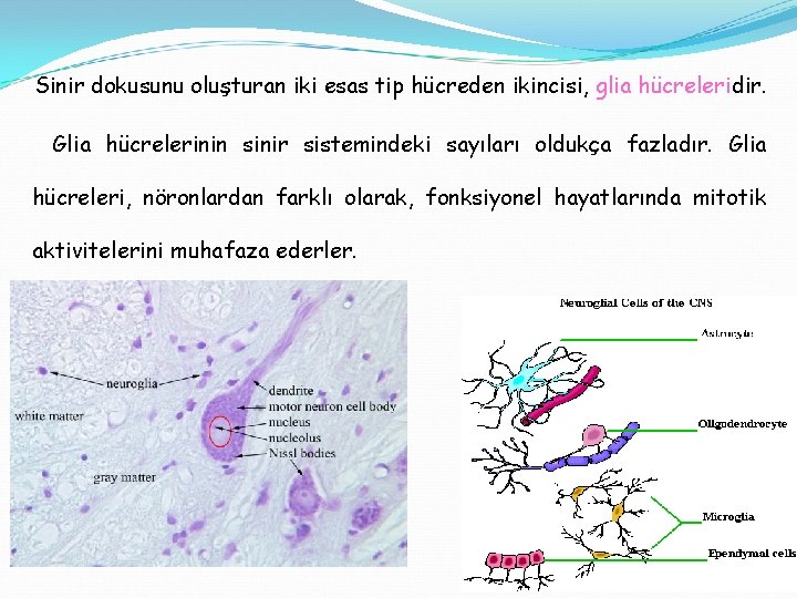 Sinir dokusunu oluşturan iki esas tip hücreden ikincisi, glia hücreleridir. Glia hücrelerinin sinir sistemindeki