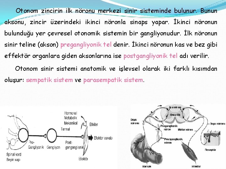 Otonom zincirin ilk nöronu merkezi sinir sisteminde bulunur. Bunun aksonu, zincir üzerindeki ikinci nöronla