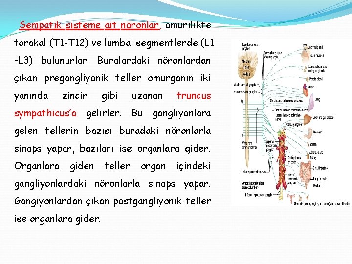 Sempatik sisteme ait nöronlar, omurilikte torakal (T 1 -T 12) ve lumbal segmentlerde (L
