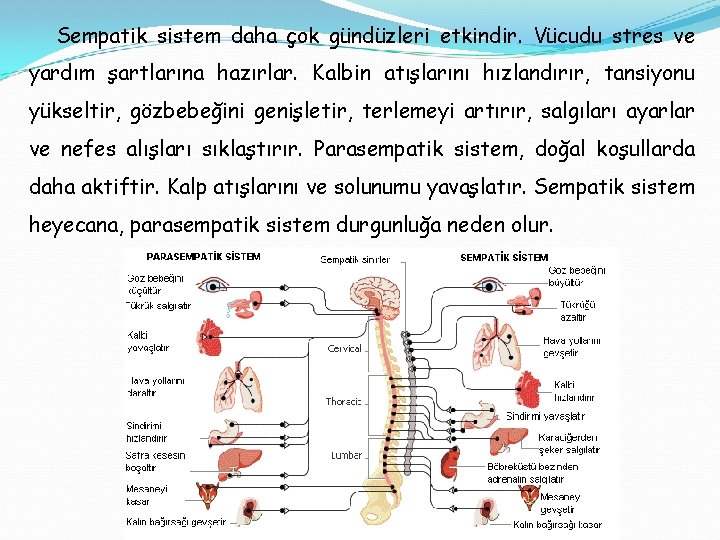 Sempatik sistem daha çok gündüzleri etkindir. Vücudu stres ve yardım şartlarına hazırlar. Kalbin atışlarını