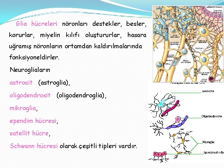 Glia hücreleri nöronları destekler, besler, korurlar, miyelin kılıfı oluştururlar, hasara uğramış nöronların ortamdan kaldırılmalarında