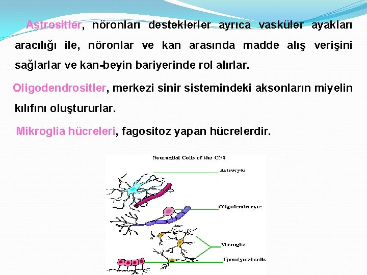 Astrositler, nöronları desteklerler ayrıca vasküler ayakları aracılığı ile, nöronlar ve kan arasında madde alış