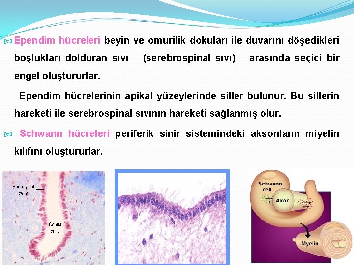  Ependim hücreleri beyin ve omurilik dokuları ile duvarını döşedikleri boşlukları dolduran sıvı (serebrospinal