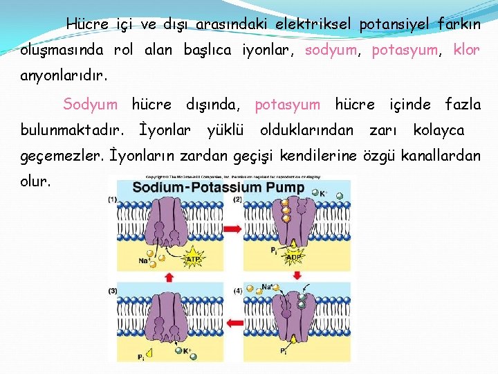Hücre içi ve dışı arasındaki elektriksel potansiyel farkın oluşmasında rol alan başlıca iyonlar, sodyum,