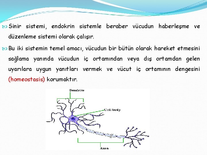  Sinir sistemi, endokrin sistemle beraber vücudun haberleşme ve düzenleme sistemi olarak çalışır. Bu