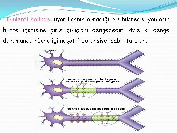 Dinlenti halinde, uyarılmanın olmadığı bir hücrede iyonların hücre içerisine giriş çıkışları dengededir, öyle ki