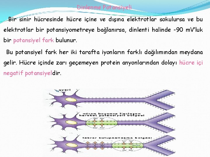 Dinlenme Potansiyeli Bir sinir hücresinde hücre içine ve dışına elektrotlar sokulursa ve bu elektrotlar