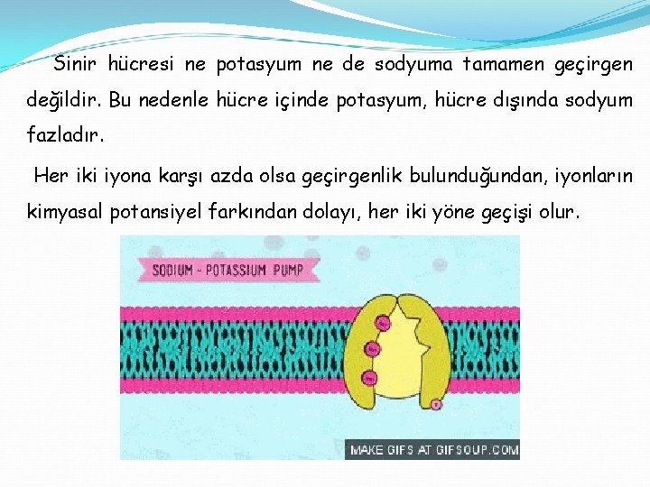 Sinir hücresi ne potasyum ne de sodyuma tamamen geçirgen değildir. Bu nedenle hücre içinde