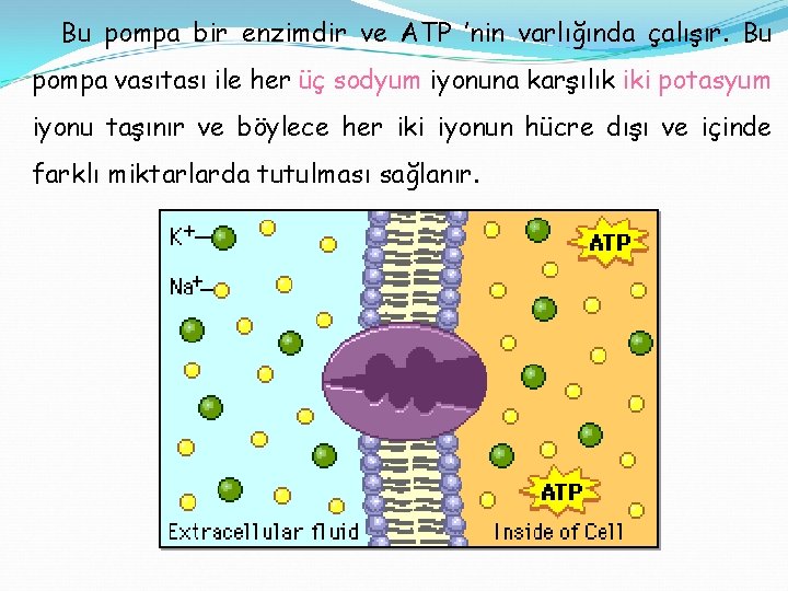 Bu pompa bir enzimdir ve ATP ’nin varlığında çalışır. Bu pompa vasıtası ile her