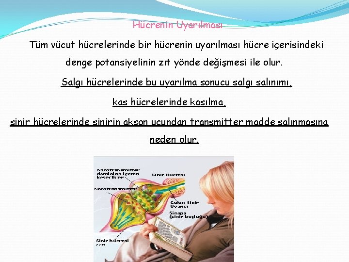 Hücrenin Uyarılması Tüm vücut hücrelerinde bir hücrenin uyarılması hücre içerisindeki denge potansiyelinin zıt yönde