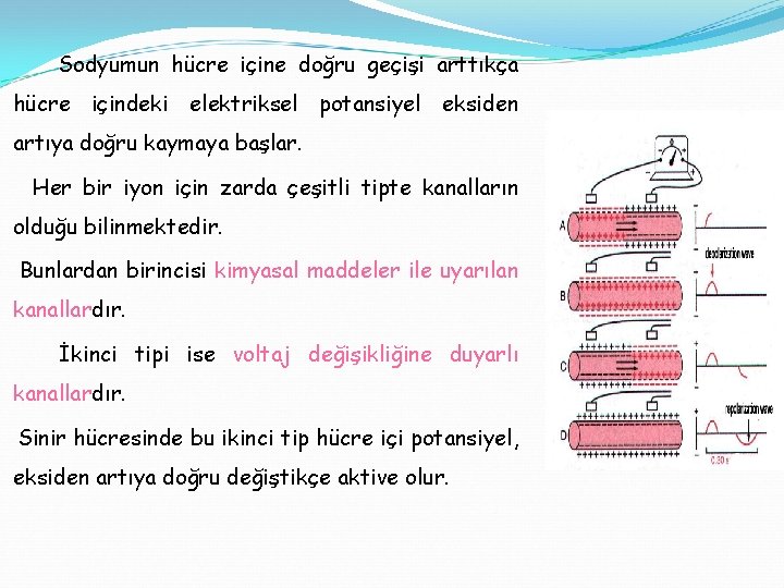 Sodyumun hücre içine doğru geçişi arttıkça hücre içindeki elektriksel potansiyel eksiden artıya doğru kaymaya
