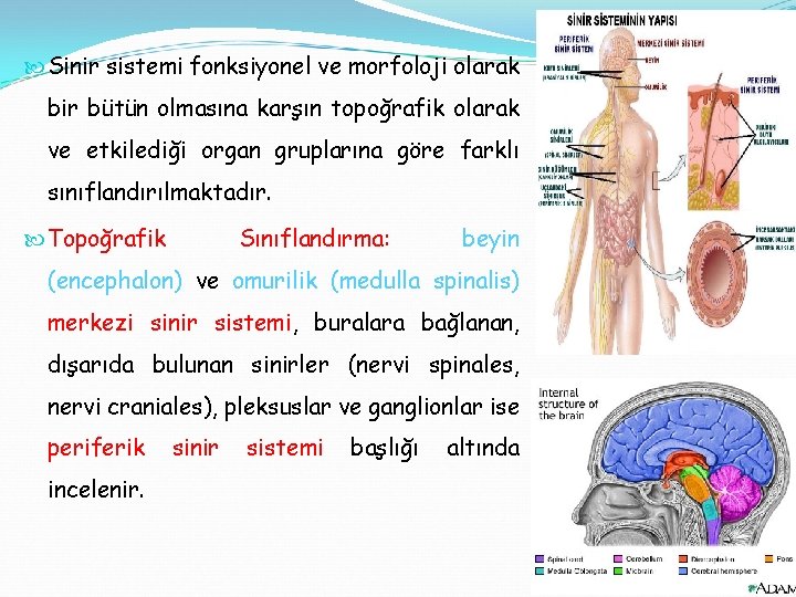  Sinir sistemi fonksiyonel ve morfoloji olarak bir bütün olmasına karşın topoğrafik olarak ve